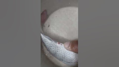 observa por dónde  sale la esperma del pez