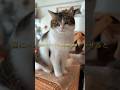 猫にエジプトの曲を聴かせても…全く興味なし😹😂 #ねこ部 #猫のいる暮らし #ねこ動画 #猫好きさんと繋がりたい #cat #ねこ #shorts