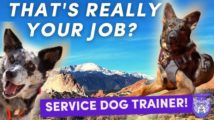 Guide Dog Info - Can I Train My Own Dog? - The Blind Life - Youtube