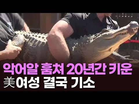 동물원 악어알 훔쳐 20년간 키운 美여성 결국 적발돼 기소