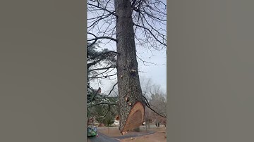 BIG PICKIN’ #trees #cranework #climber #rigging #arboriculture
