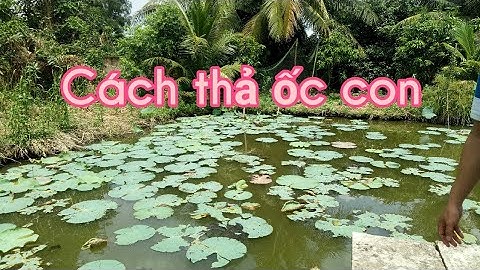 Cách thả ốc con Tuấn Hậu Giang