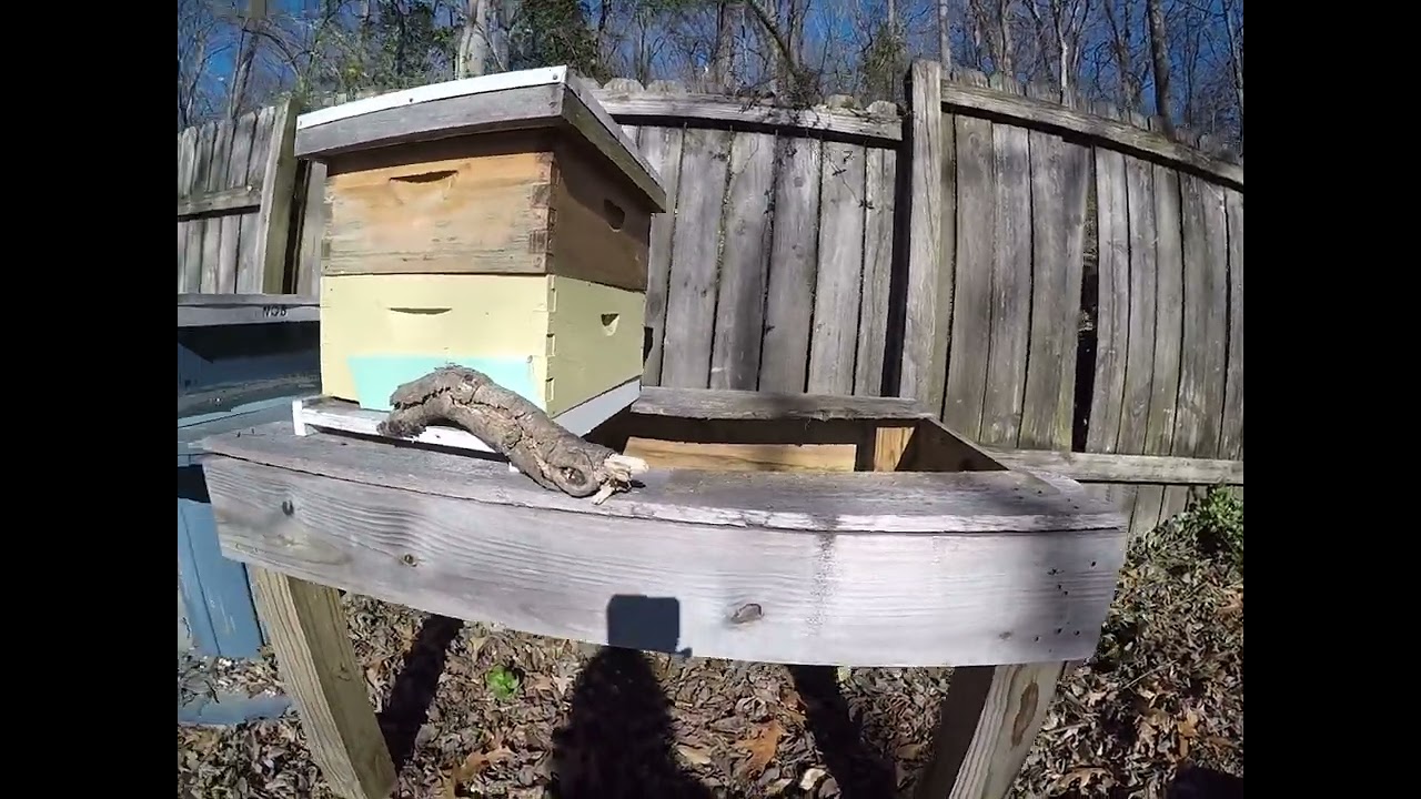 Urban Backyard Apiary