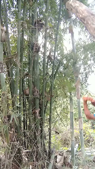 Bamboo cutting