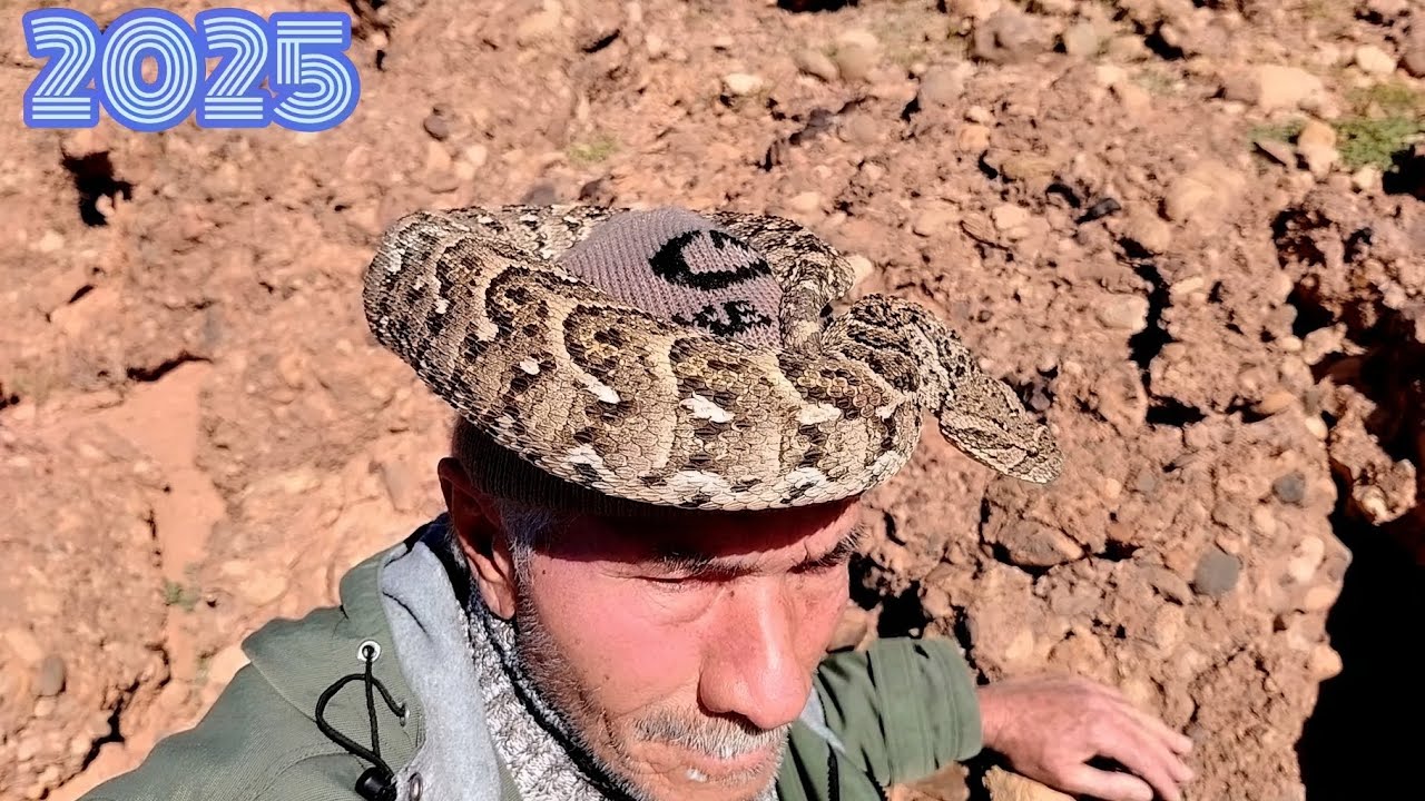 طريقه صيد الافاعي في فصل الشتاء مع اشهر عيساوي في المغرب محبوب المغرب العساوي براهيم