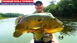 Um Tucunaré Fortão Que Só Existe Em Apenas Um Lugar Da Amazônia