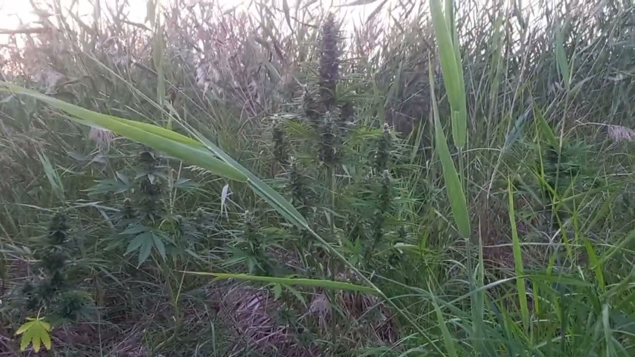 wild.outdoor.grow. growerz prod. АУТ 54 дня. gorilla cookies, sherbet,dos-vi-dos.