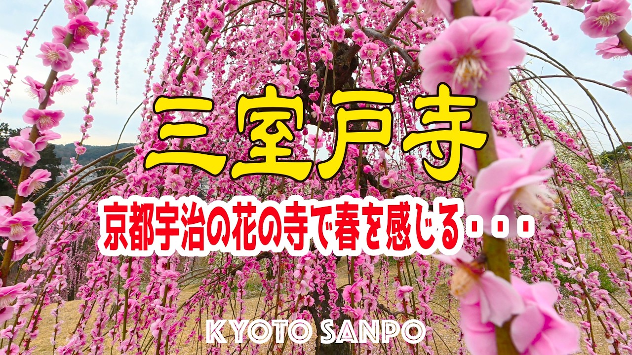 2026/2/27 (金) 🌸静寂と花の香りに包まれて🌸 『三室戸寺』しだれ梅絶景散策 京都宇治の花の寺で春を感じる 早春の京都Vlog /春の京都/春さんぽ/Kyoto walk [京都4K]