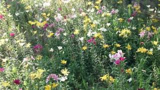 可睡ユリ園20140615 3