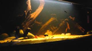 350l Black water geophgus tank