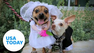 Shelter dogs celebrate their love at wedding ceremony | USA TODAY