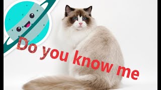 ragdoll cat breed information breed profile by No Cat No life 96 views 3 years ago 10 minutes, 42 seconds
