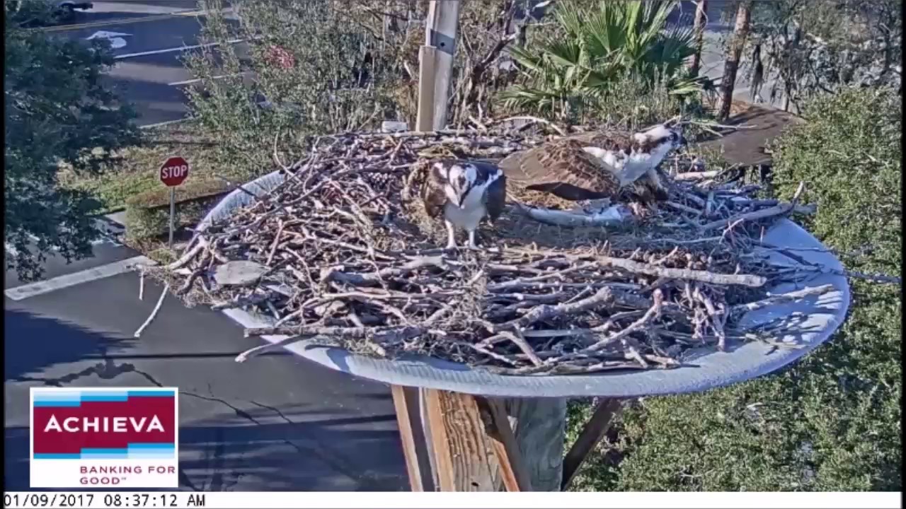 Achieva Osprey Cam ~ A Fish For Missy!  Jan 9, 2017