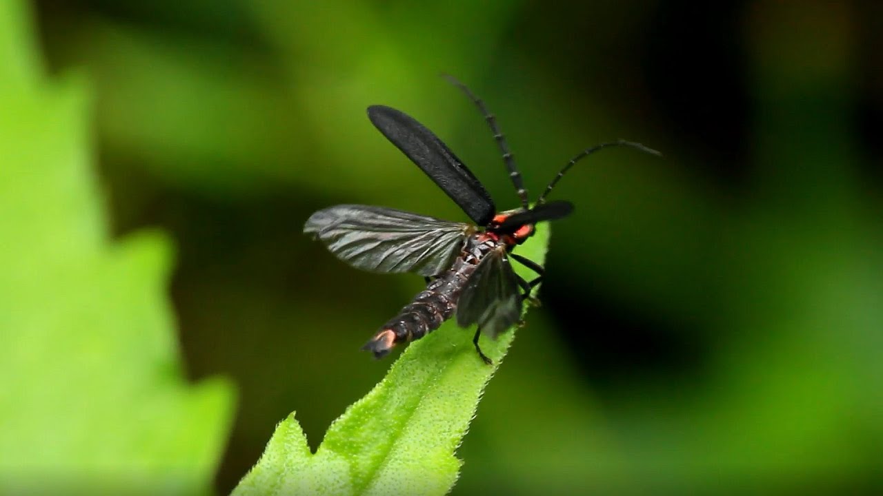 光らないホタルたち ホタルの独り言 Part 2
