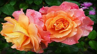 Beautiful Roses | Most beautiful and rare Roses in the world| 4k