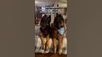 My Dogs Are Worth Every Single Dollar 