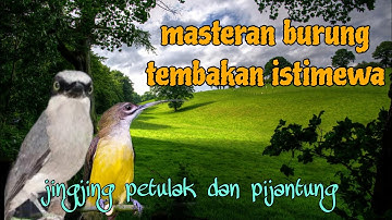 Masteran burung istimewa jingjing petulak dan pijantung pisang 🔥🔥