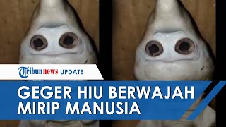 Begini Penampakan Ikan Hiu Berwajah Mirip Manusia yang Gegerkan Warga Rote, Raut Muka Disebut Sedih