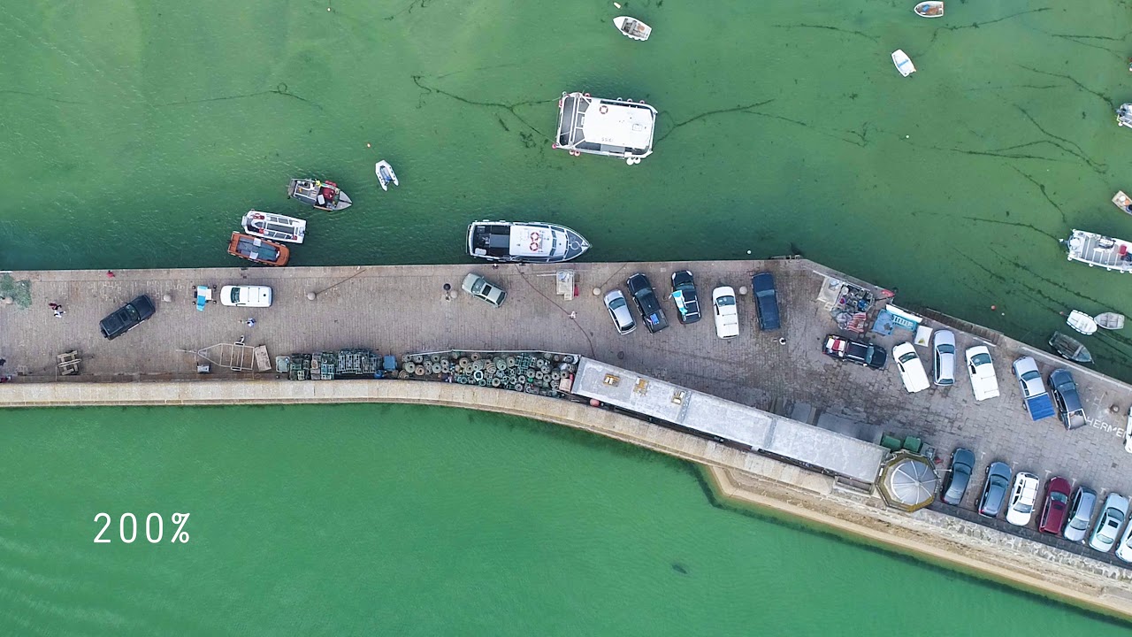 Seals swimming around St Ives harbour from drone