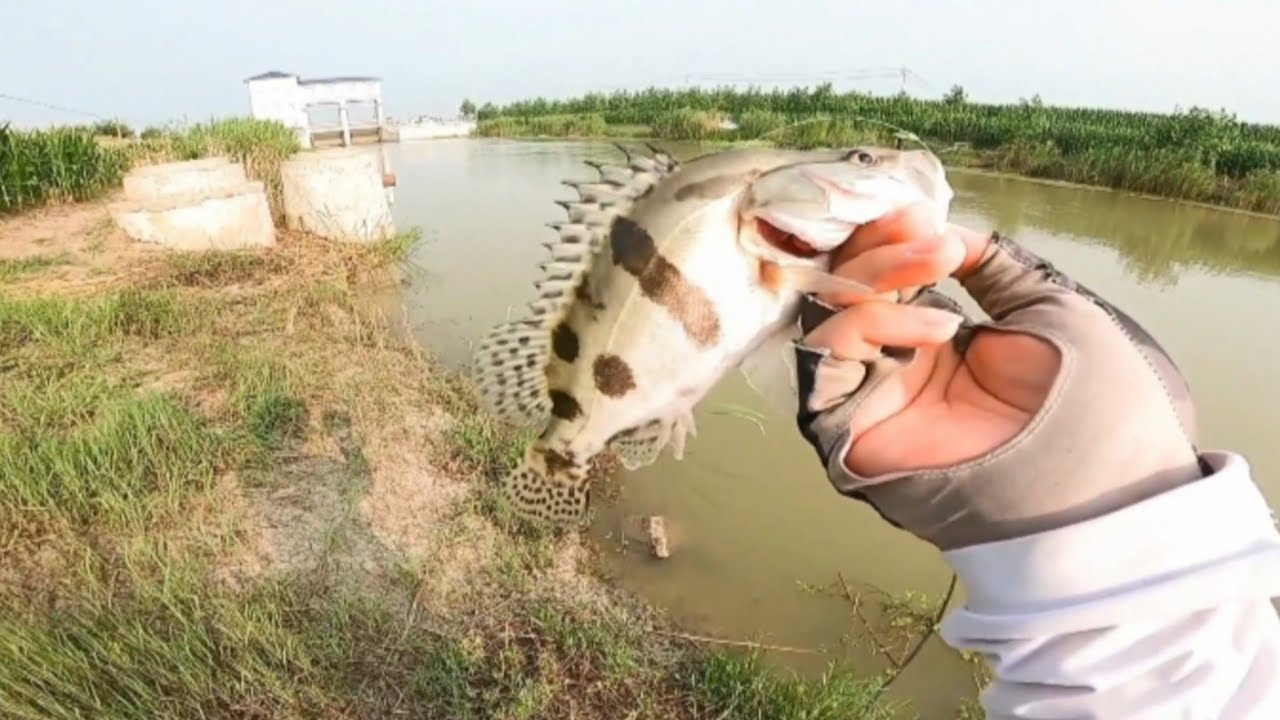 Clear Lake Bass Fishing Action with Best Inshore Saltwater Rods & Lures- Ep52