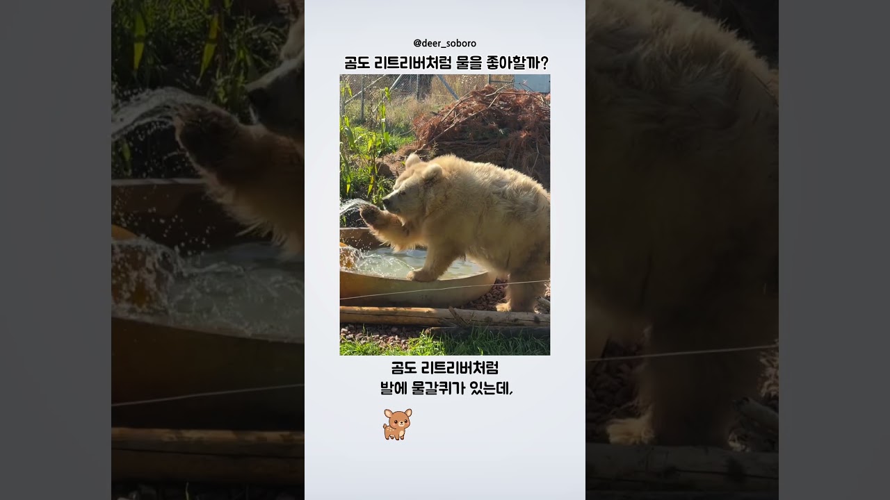 곰도 리트리버처럼 물을 좋아할까?