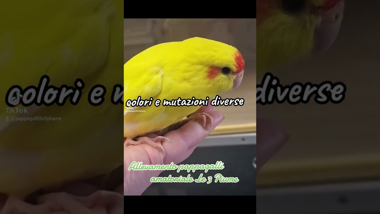 Kakariki allevati a mano