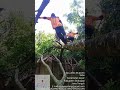 Master tebang kayu beraksi..#sar wko