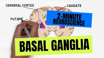 2-Minute Neuroscience: Basal Ganglia