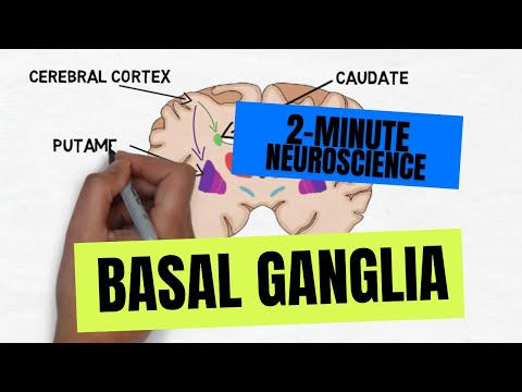 2-Minuten-Neurowissenschaft: Basalganglien