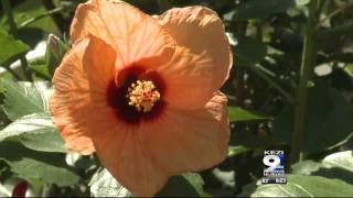 In the Garden: Drought Tolerant Plants