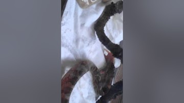 My corn snake rusty eating a mouse part  2