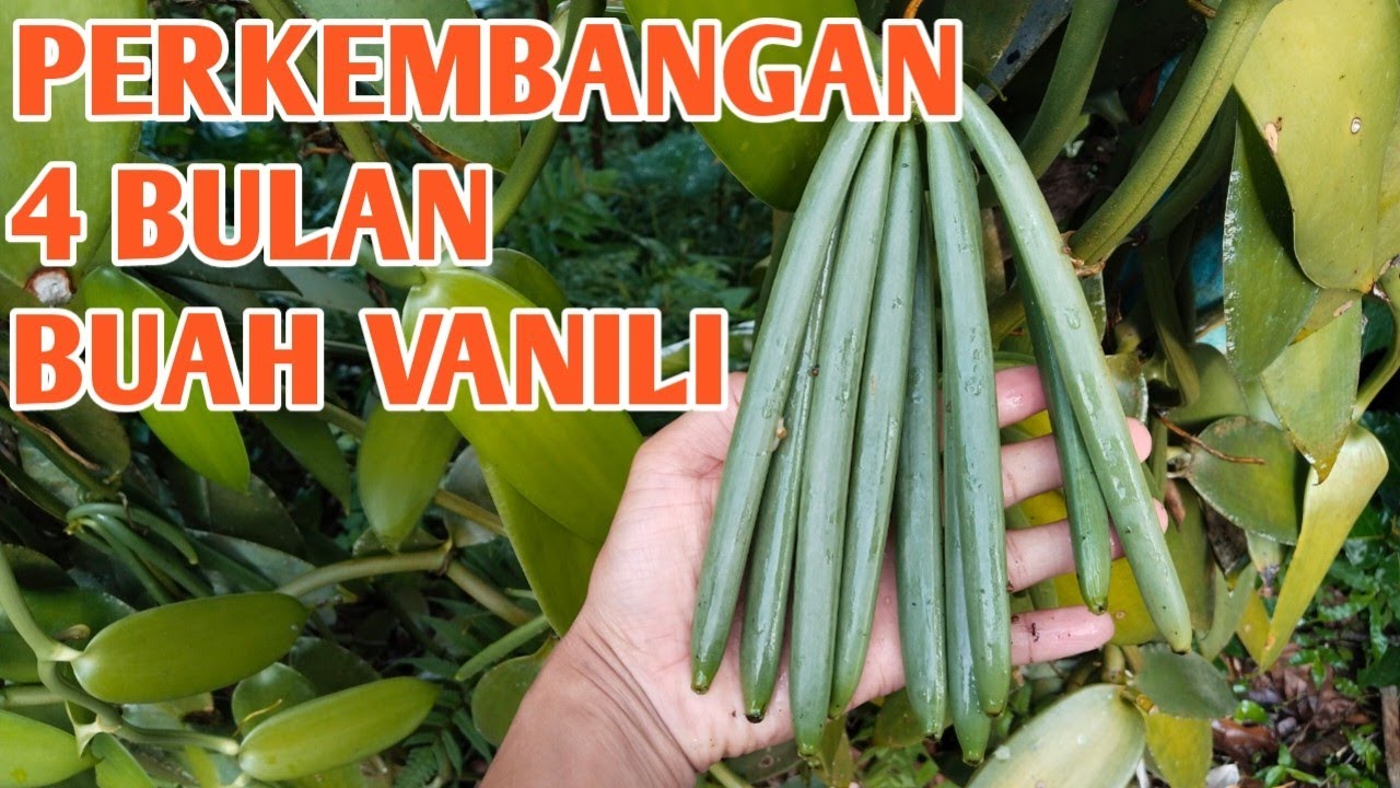 PERKEMBANGAN 4 BULAN BUAH VANILI