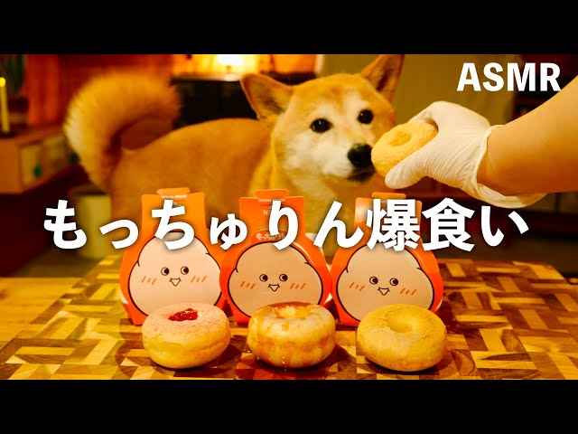 犬用もっちゅりん爆食いする柴犬、可愛すぎて世界救える