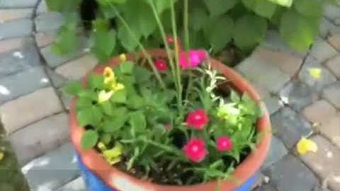 TUAW Presents: An iPhone 3GS video edited in iMovie 