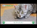 【ここが居場所】猫が思わず乗りたくなるマット