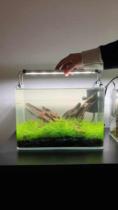 Download lagu Full Hairgrass Shrimp Tank #aquascape #aquarium #aquascaping #plantedtank #plantedaquarium #fish
