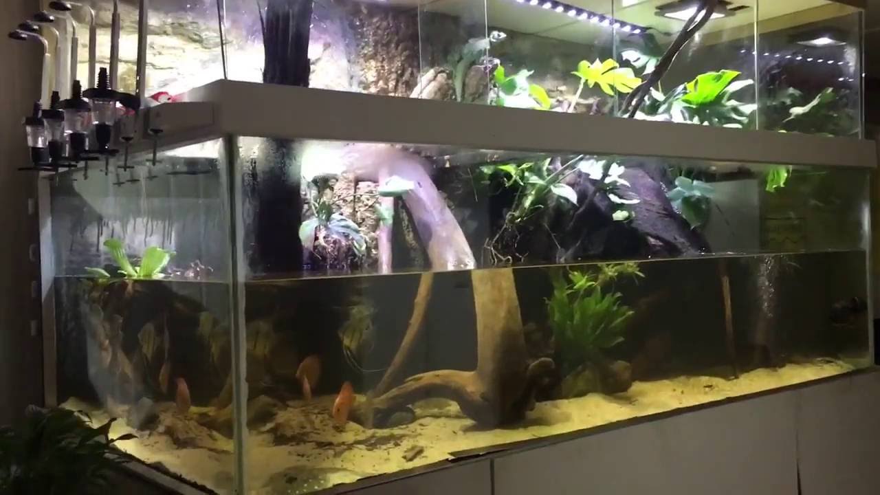 Paludarium 250 x 120 x 140 - YouTube
