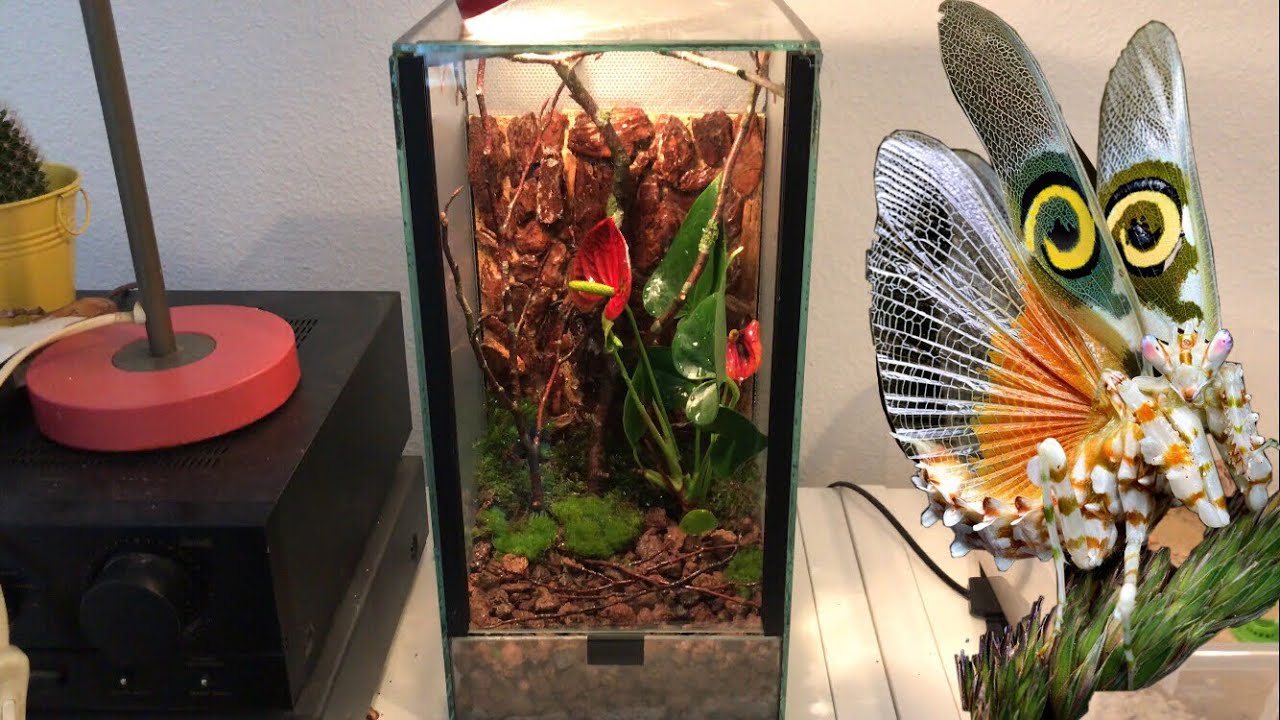 Mantiden Terrarium einrichten