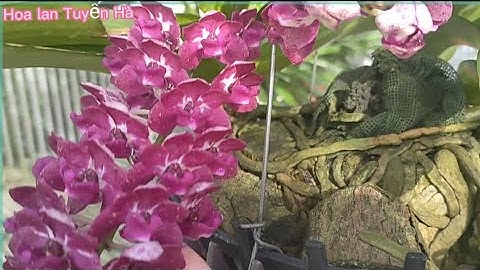 Ngọc điểm nở rộ vườn lan nhà em.