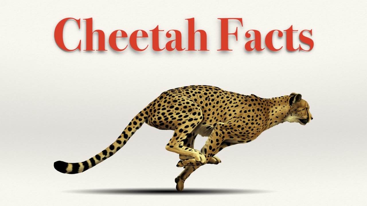 Cheetah facts. Гепард Хантер. Fun facts about Cheetah. Fact file about Cheetah.