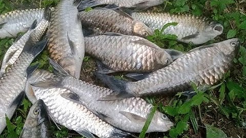 😲😲 modal cacing tanah langsung panen IKAN SULTAN, IHAN BATAK ALIAS ikan jurung ❤️🔥
