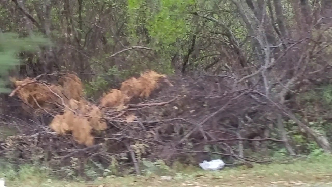 Axis deer in Brackettville Texas YouTube