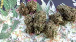 Headband dank