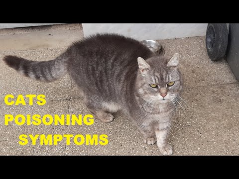 Video: How To Help A Dog Or Cat At The First Sign Of Poisoning