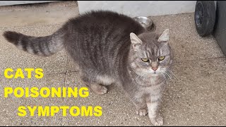 Cat Poisoning Symptoms