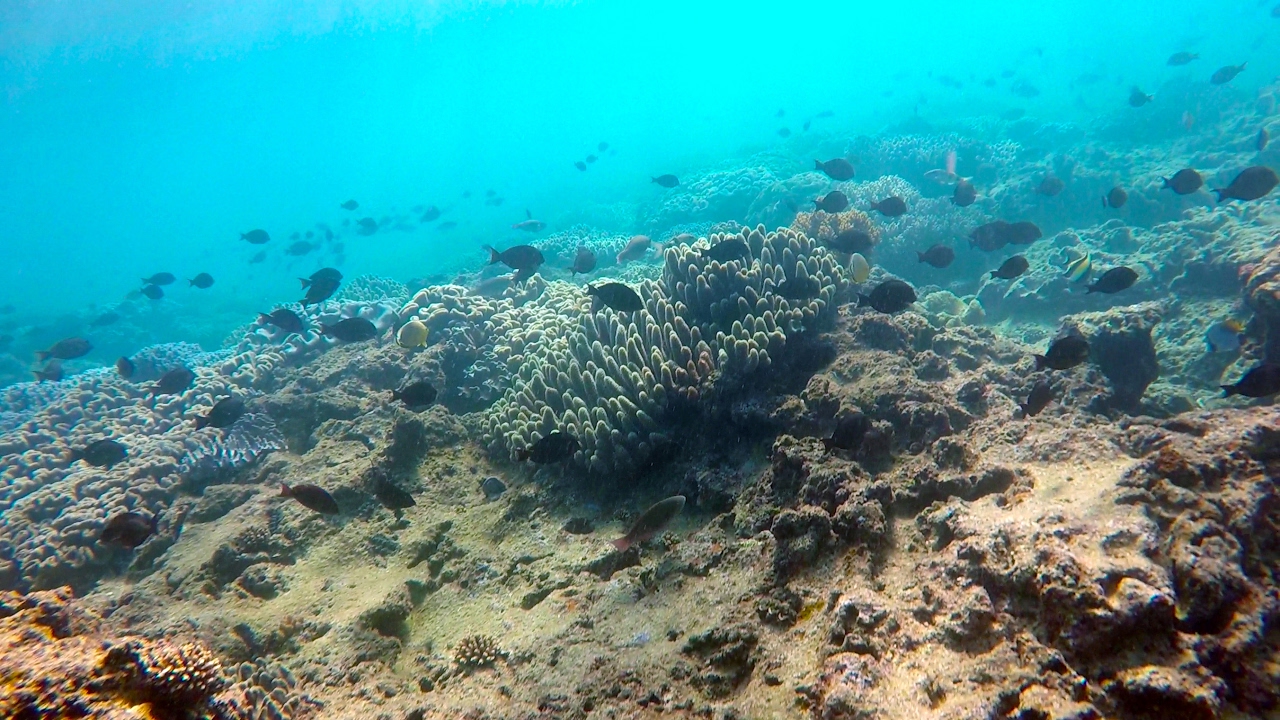 Snorkeling Adventures Okinawa Japan