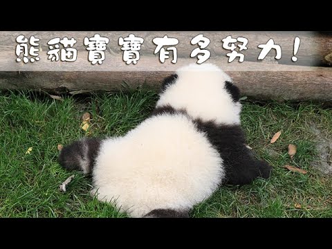 《熊貓早晚安》熊貓寶寶有多努力! | iPanda熊貓頻道