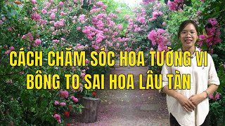 HOW TO CARE FOR CRAPE MYRTLE FOR LARGE, ABUNDANT, AND LONG-LASTING BLOOMS |Garden Solutions| screenshot 2