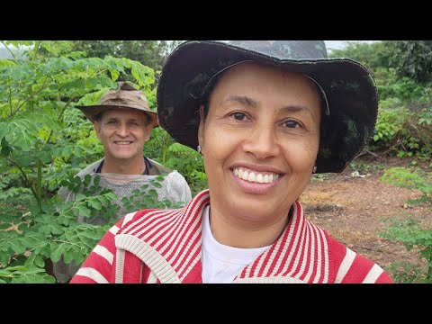 Trato com moringa para .nossos suínos e muita chuvas ☔️ aqui na roça. .