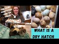 What is a Dry Hatch: Raise Your Hatch Rate  | Can Refrigerated Eggs Hatch?